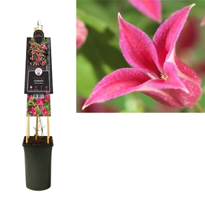 Clematis 'Princess Diana' +3.0 label