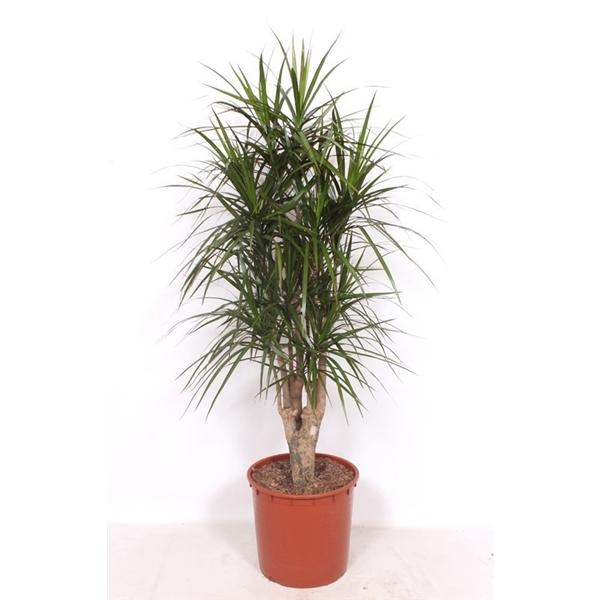 <h4>Dracaena marginata</h4>