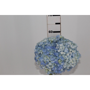 HORTENSIA 060 CM AZUL