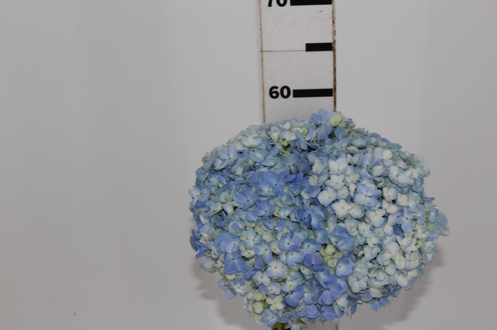 <h4>HORTENSIA 060 CM AZUL</h4>