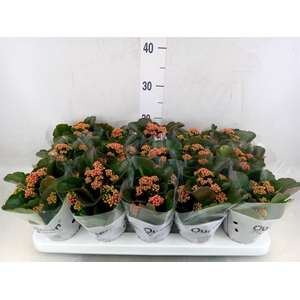 Kalanchoe blos. 'Calandiva Rubio'