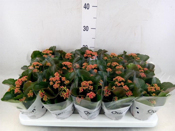 <h4>Kalanchoe blos. 'Calandiva Rubio'</h4>