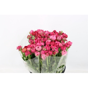 Ran Elegance Hot Pink