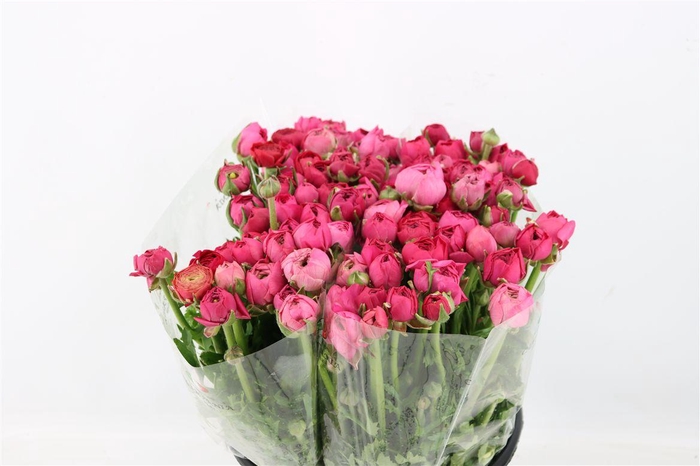 <h4>Ran Elegance Hot Pink</h4>