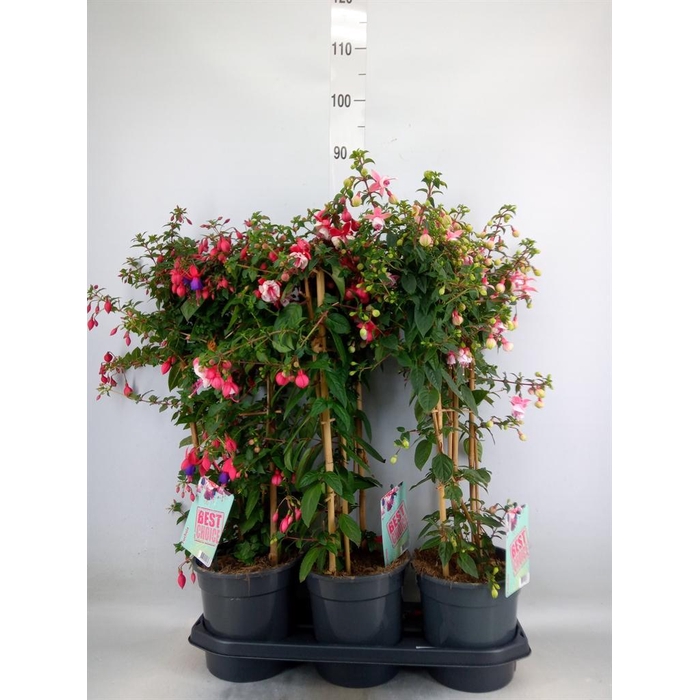 <h4>Fuchsia   ...</h4>