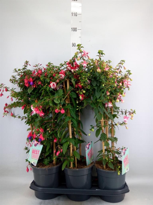 <h4>Fuchsia   ...</h4>