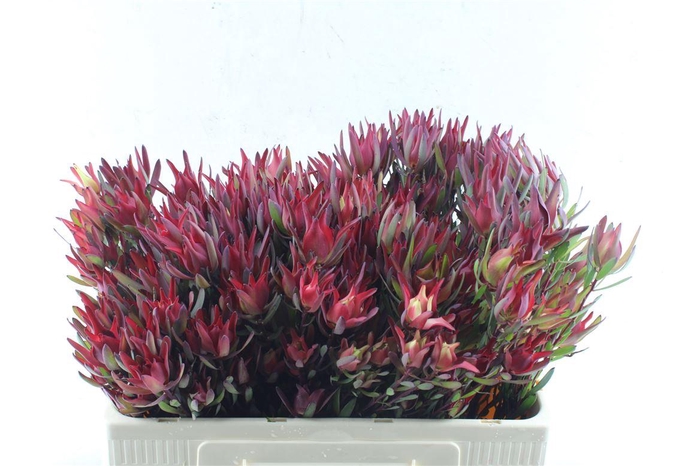 <h4>Leucad Sal Blush</h4>