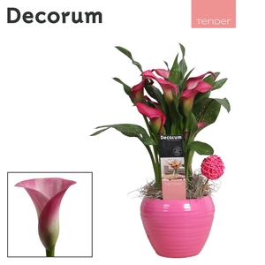 Zantedeschia (Calla) Roze in Ompot Melanie LOVE (Decorum)