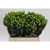 Hypericum Lucky Romance