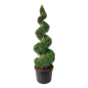 Thuja occ. 'Brabant'