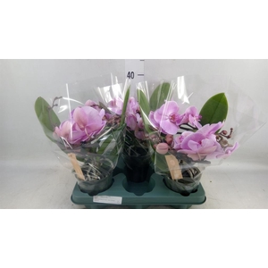 Phalaenopsis  'Muse Pink'