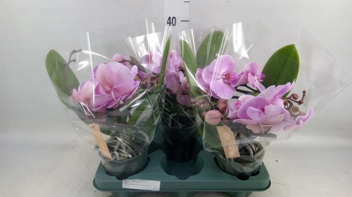 <h4>Phalaenopsis  'Muse Pink'</h4>