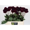 Dahlia Black Lars