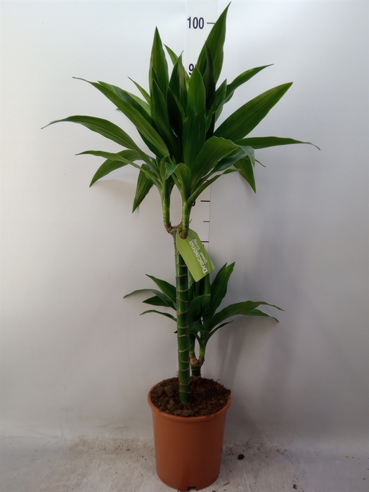 <h4>Dracaena frag. 'Janet Craig'</h4>