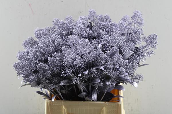 <h4>Skimmia Klb Lila</h4>