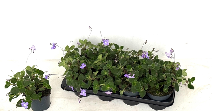 <h4>STREPTOCARP SAXORUM</h4>