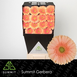 Gerbera Pre-Extase Diamond