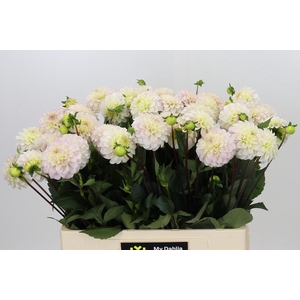 Dahlia White Isa