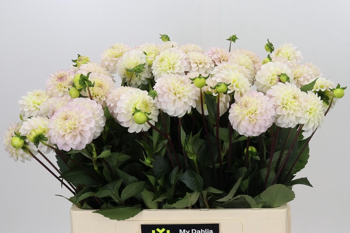 <h4>Dahlia White Isa</h4>