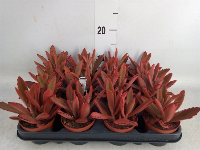 <h4>Kalanchoe NF tomentosa</h4>