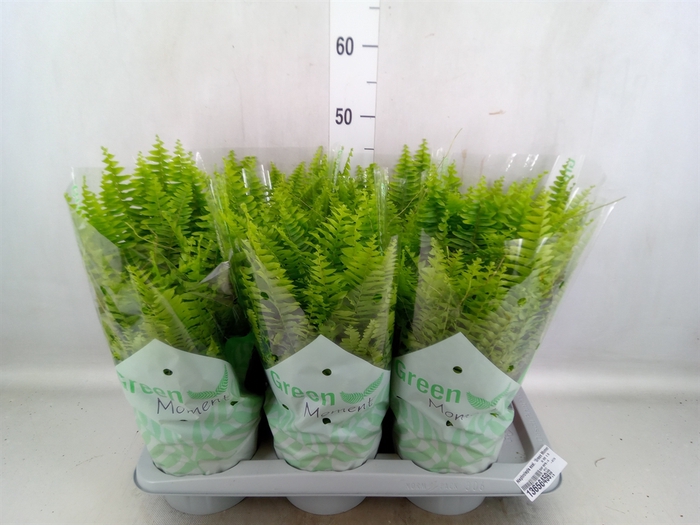 Nephrolepis exal. 'Green Moment'