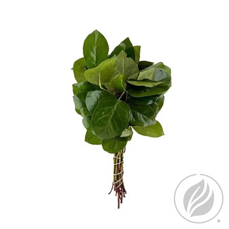 <h4>SALAL MINI</h4>
