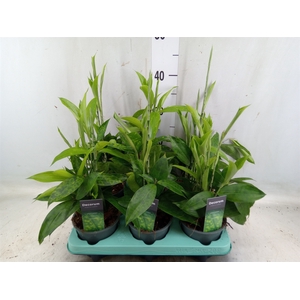 Dracaena surculosa
