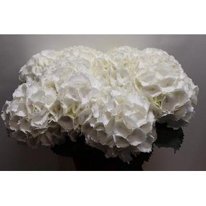 Hydrangea Schneeball
