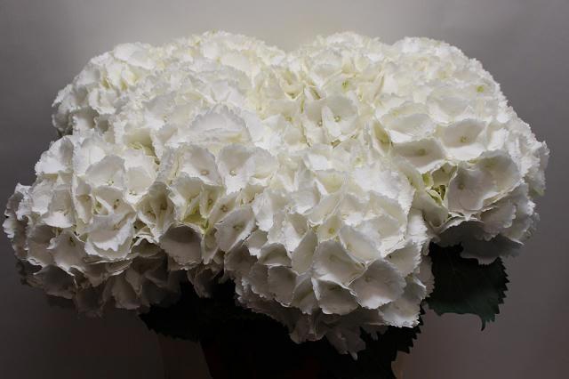 <h4>Hydrangea Schneeball</h4>