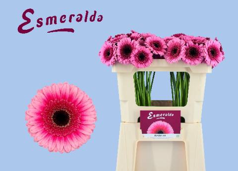 <h4>GE MI ISABELLE</h4>