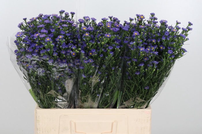 <h4>Ast Teeny Tiny Blue</h4>