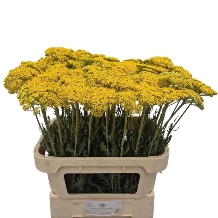 <h4>ACHIL F PARK VARIETY</h4>