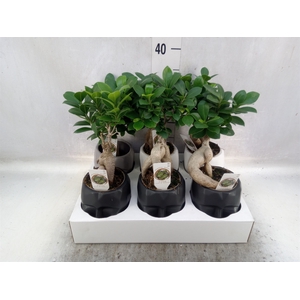 Ficus microcarpa 'Ginseng'