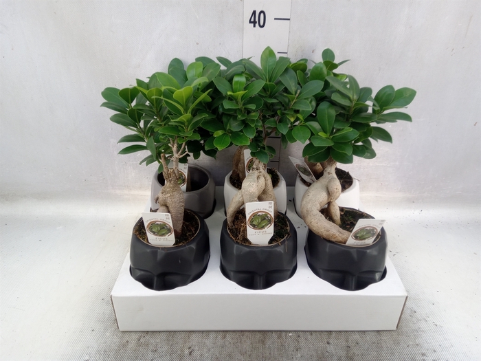 <h4>Ficus microcarpa 'Ginseng'</h4>