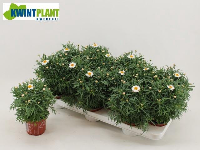 <h4>ARG LA RITA C WHITE</h4>