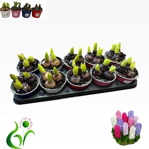 KLOK HYACINTEN 4 KL. MIX 12CM