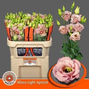 Lisianthus do alissa light apricot