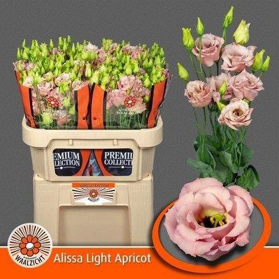 <h4>Lisianthus do alissa light apricot</h4>