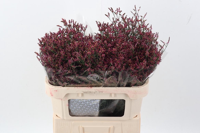 <h4>Lim Sin Scarlet Dia</h4>