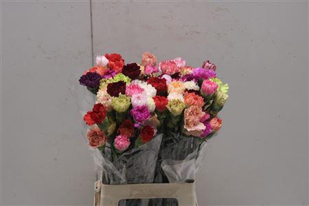 <h4>Di St Rainbow Mix</h4>