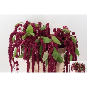 AMAR CA RED CORD