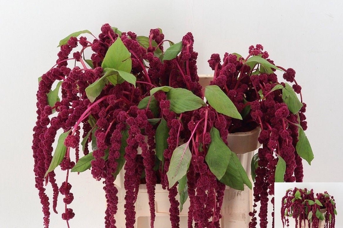 <h4>AMAR CA RED CORD</h4>