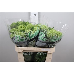 Viburnum Roseum St 4 Bal