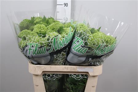 <h4>Viburnum Roseum St 4 Bal</h4>