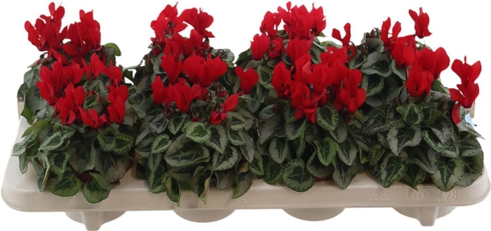 <h4>Cycl Per Ss Picasso Red</h4>