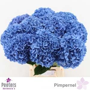 HYDR M CH PIMPERNEL