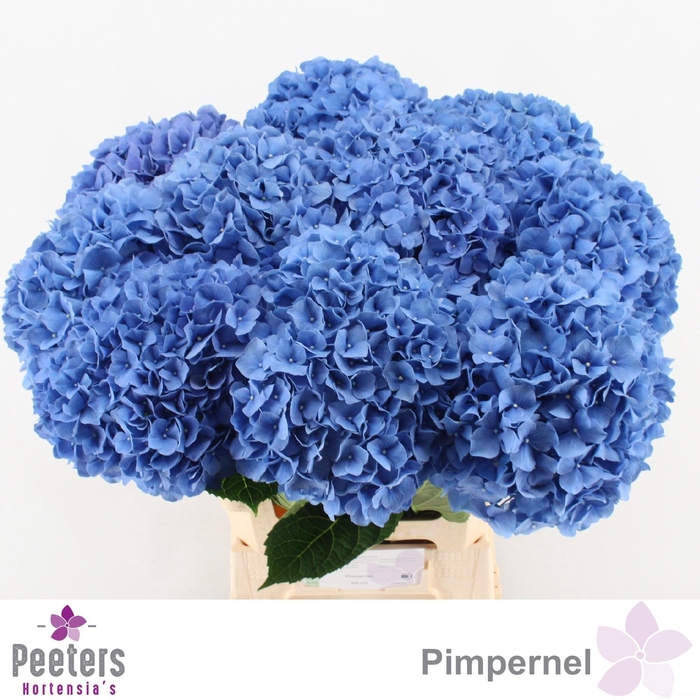 <h4>HYDR M CH PIMPERNEL</h4>