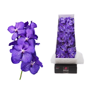 Vanda Magic Blue
