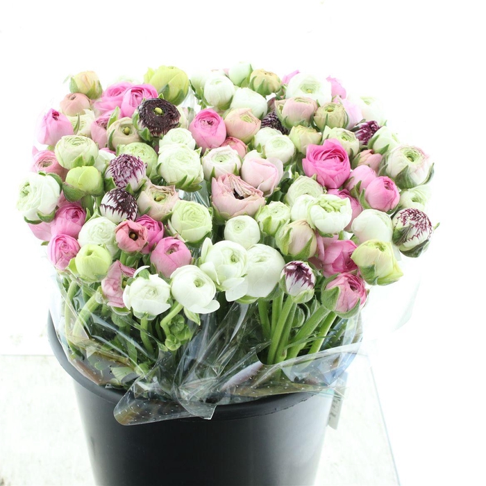 <h4>Ran Pastel Mix</h4>