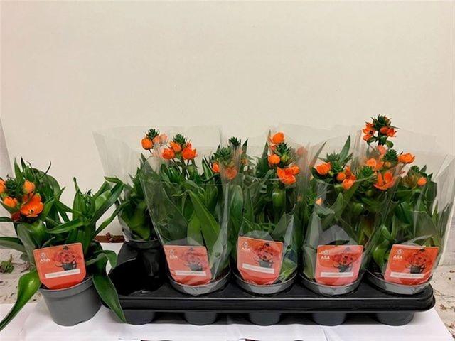 <h4>ORNIT DUBIUM 3+</h4>